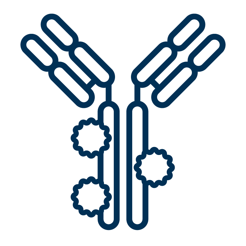 以线条绘制的抗体图标，含多个偶联位点，代表现成的抗体偶联物